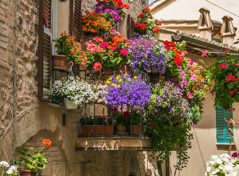 Estate in arrivo: i fiori più belli per il tuo balcone e il tuo giardino