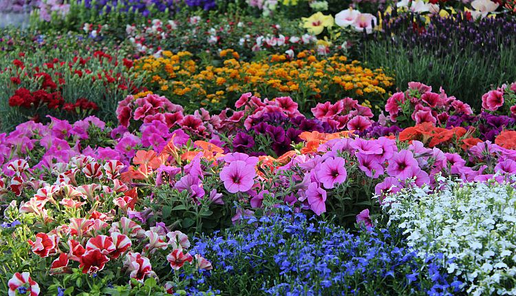 Come si chiama? I nomi più particolari dei fiori più belli