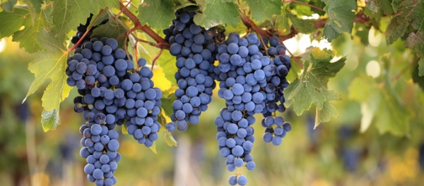 La cura della vigna. Un piacere per i 12 mesi dell’anno